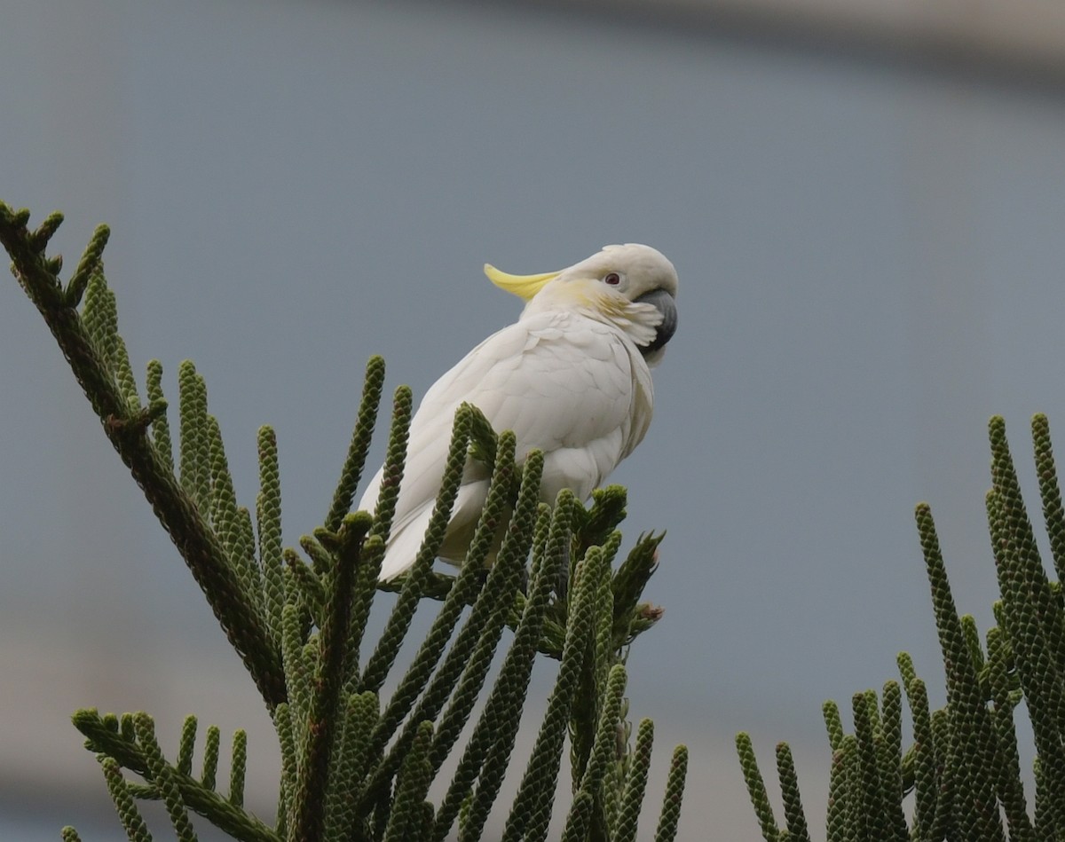 Yellow-crested Cockatoo - ML646346051