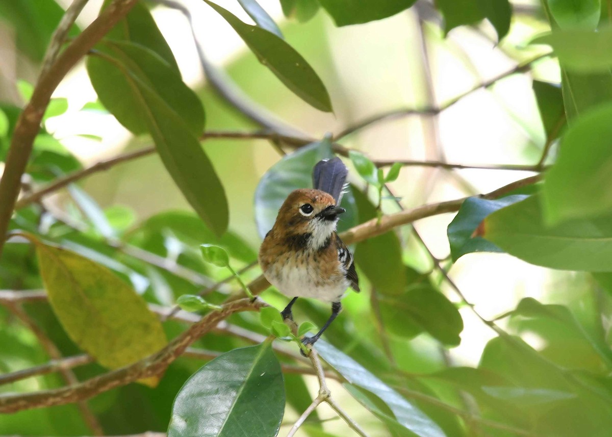 Oahu Elepaio - ML646346052