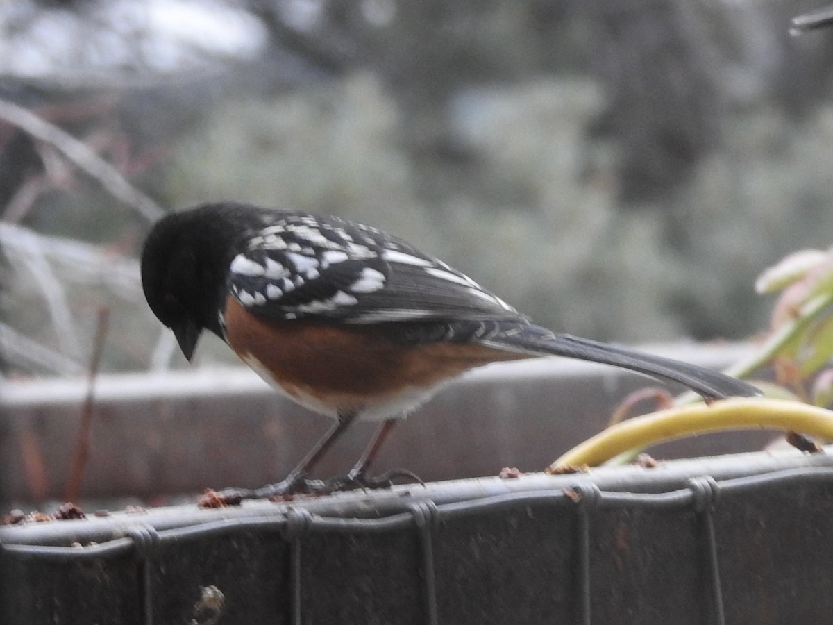 Spotted Towhee - ML646346053
