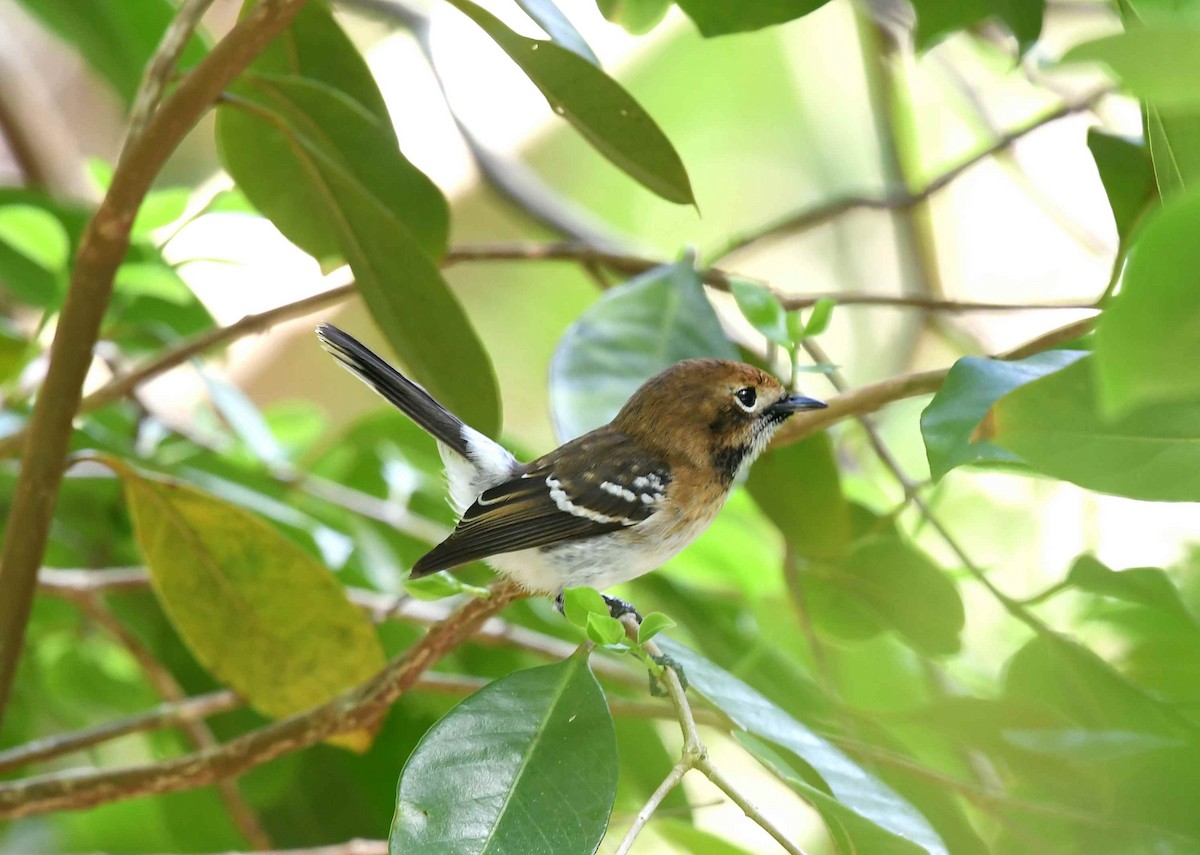 Oahu Elepaio - ML646346054