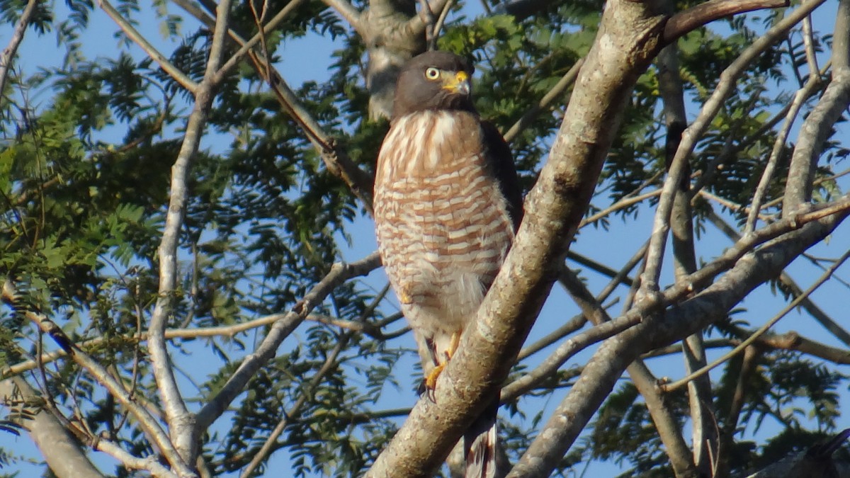 Канюк великодзьобий - ML646346055