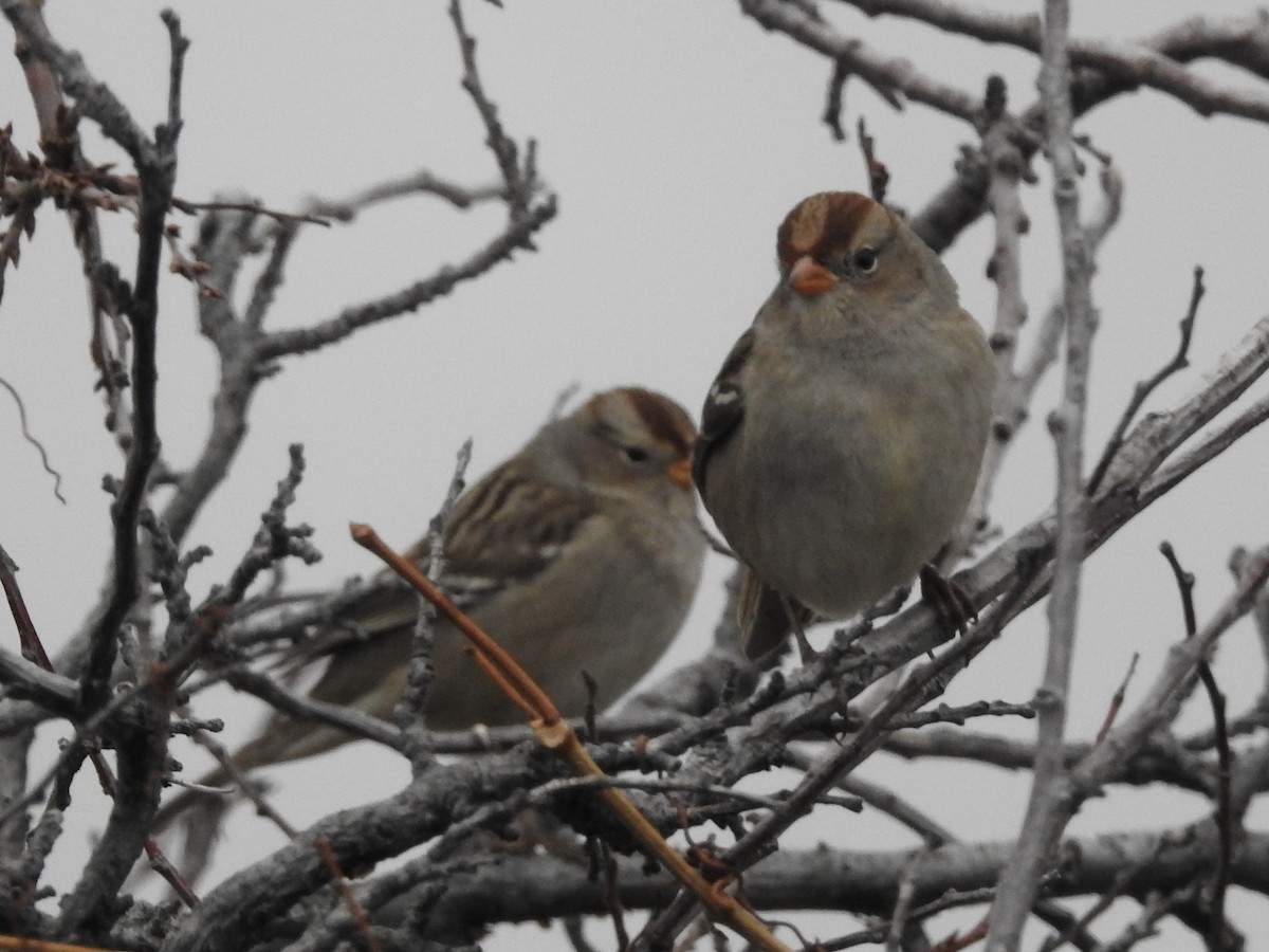 White-crowned Sparrow - ML646346056