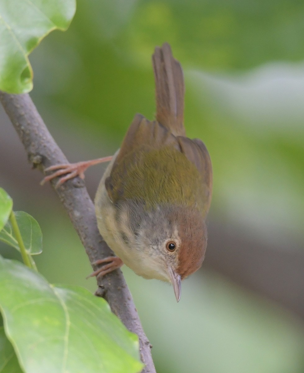 Кравчик довгохвостий - ML646346057