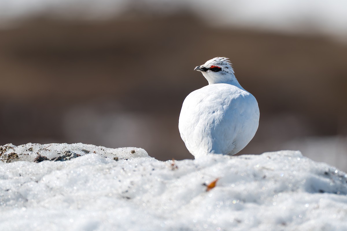 Куріпка тундрова - ML646346058