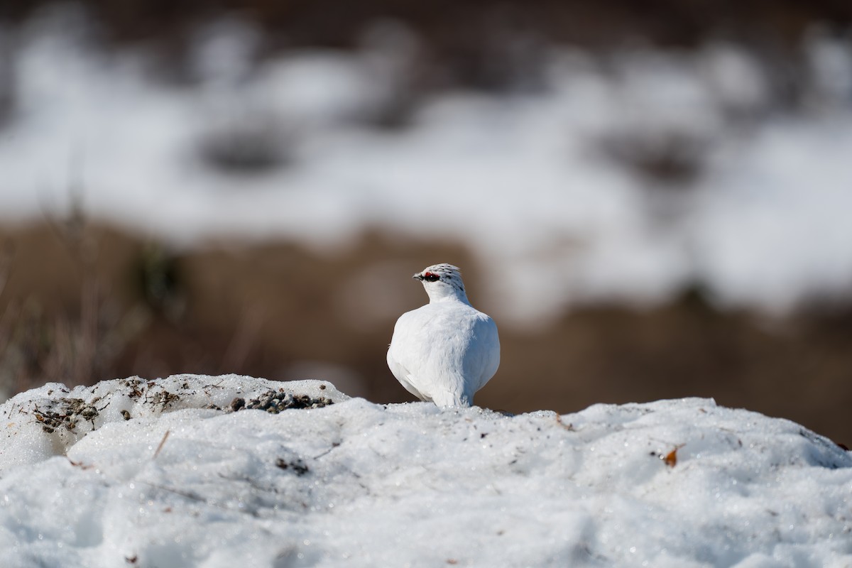 Куріпка тундрова - ML646346059