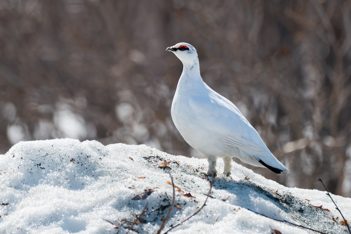Куріпка тундрова - ML646346060