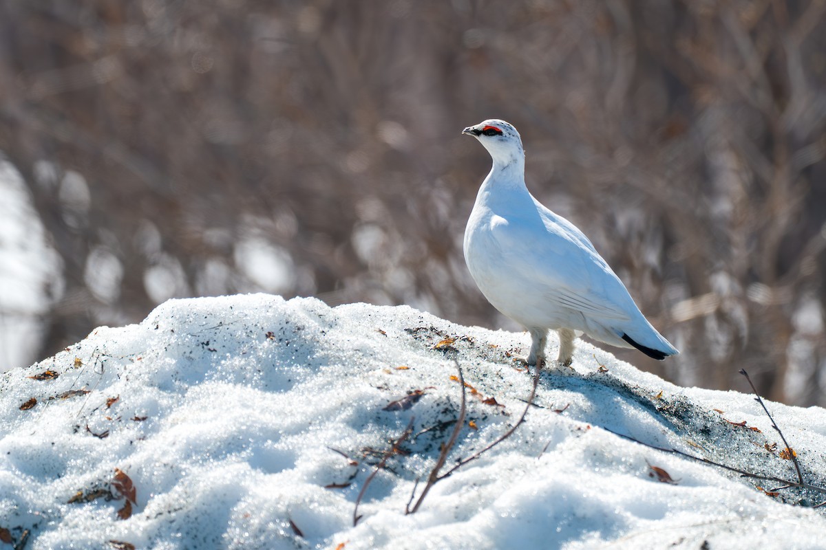 Куріпка тундрова - ML646346061