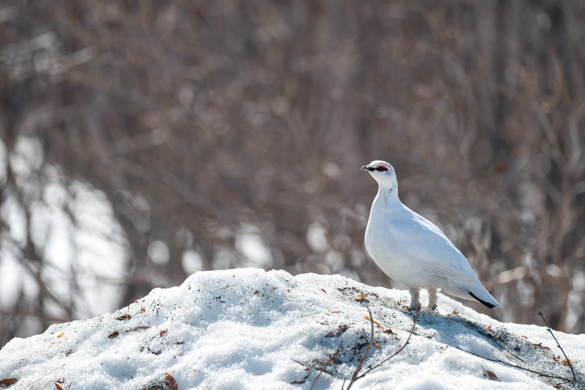 Куріпка тундрова - ML646346062