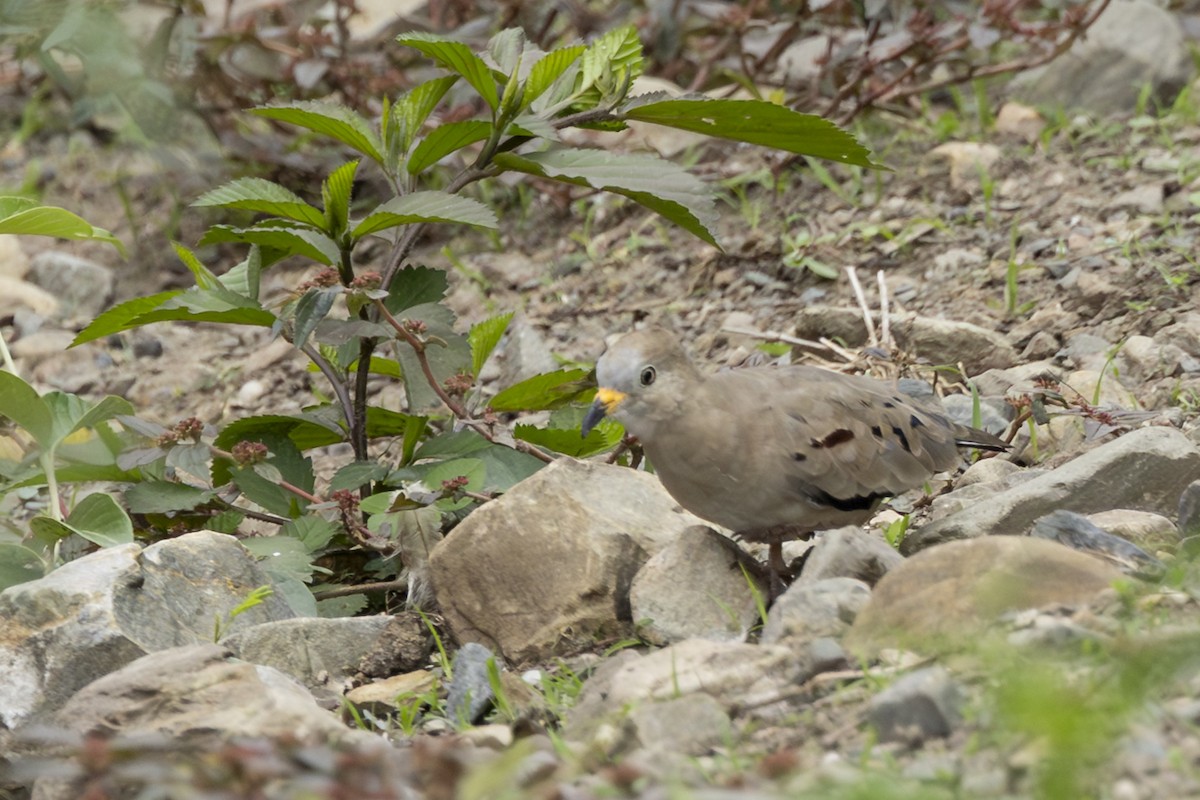 Талпакоті сіроголовий - ML646346063