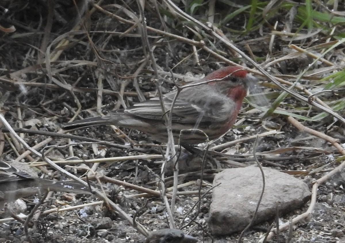 Чечевиця садова - ML646346064