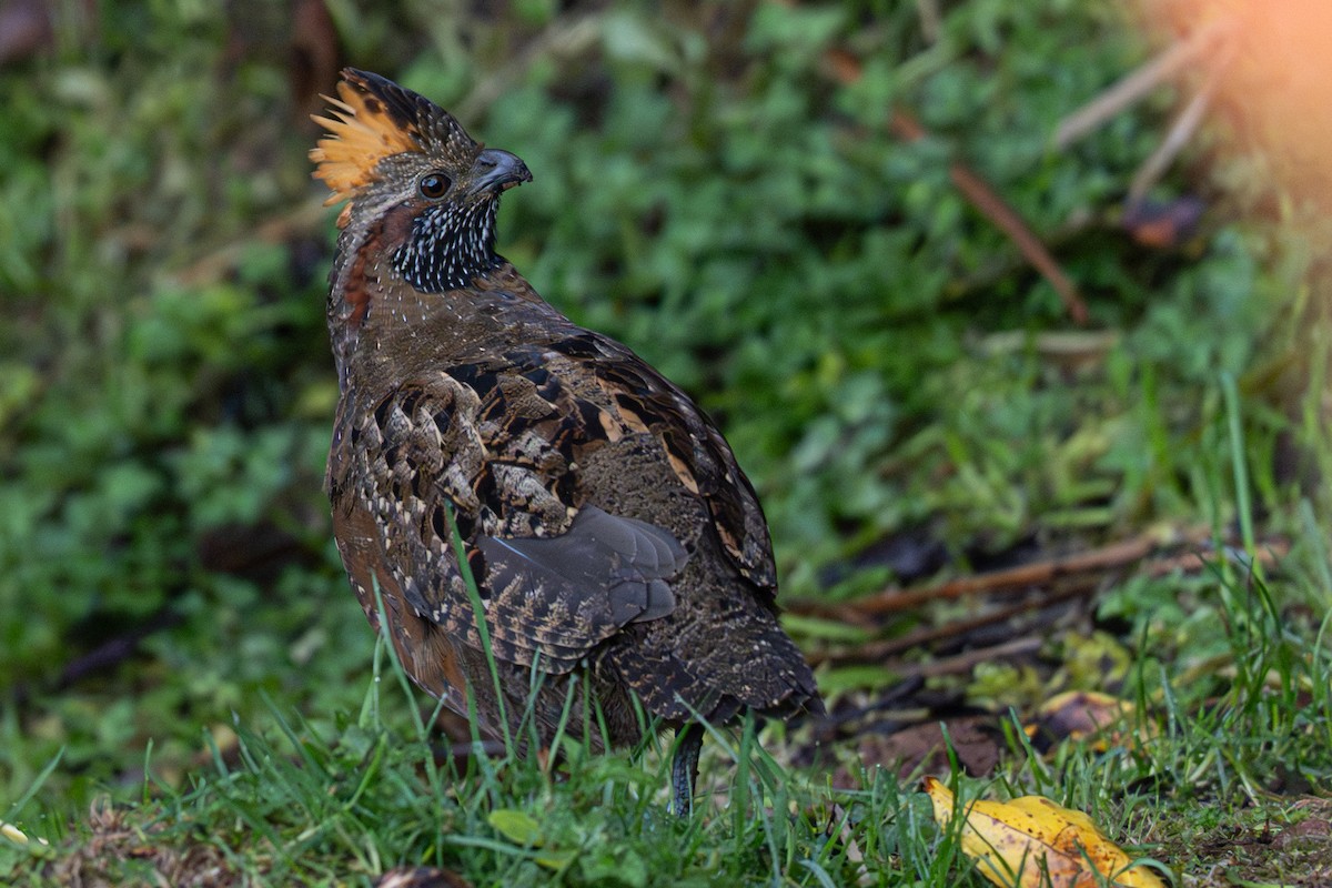 Токро чубатий - ML646346065