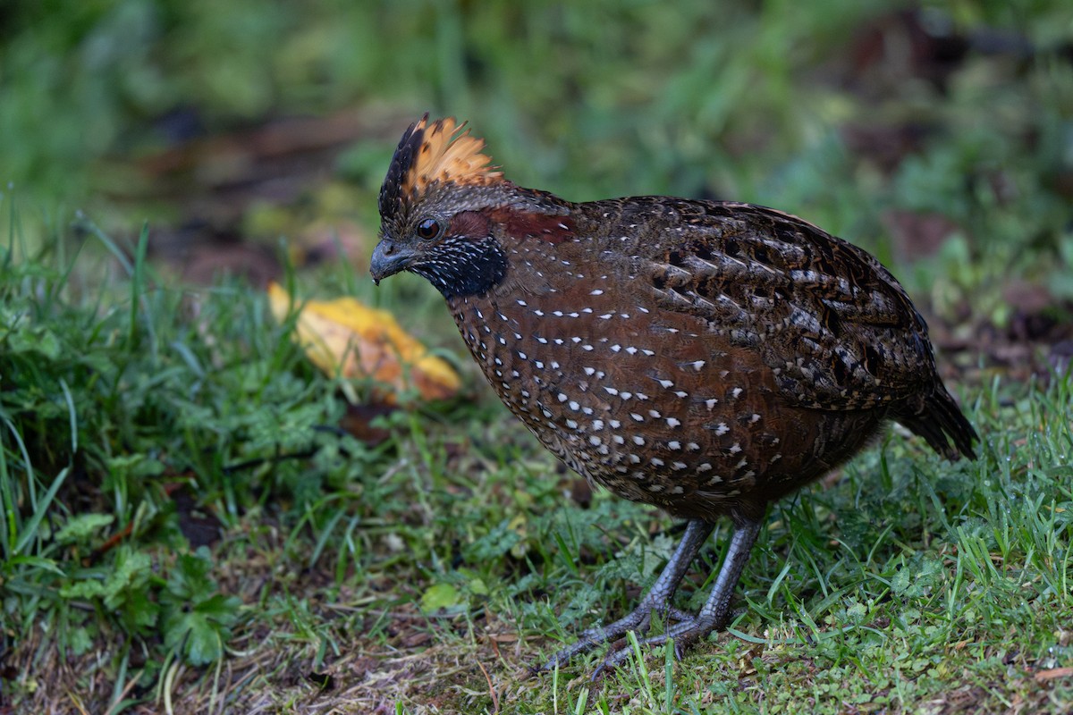 Токро чубатий - ML646346066