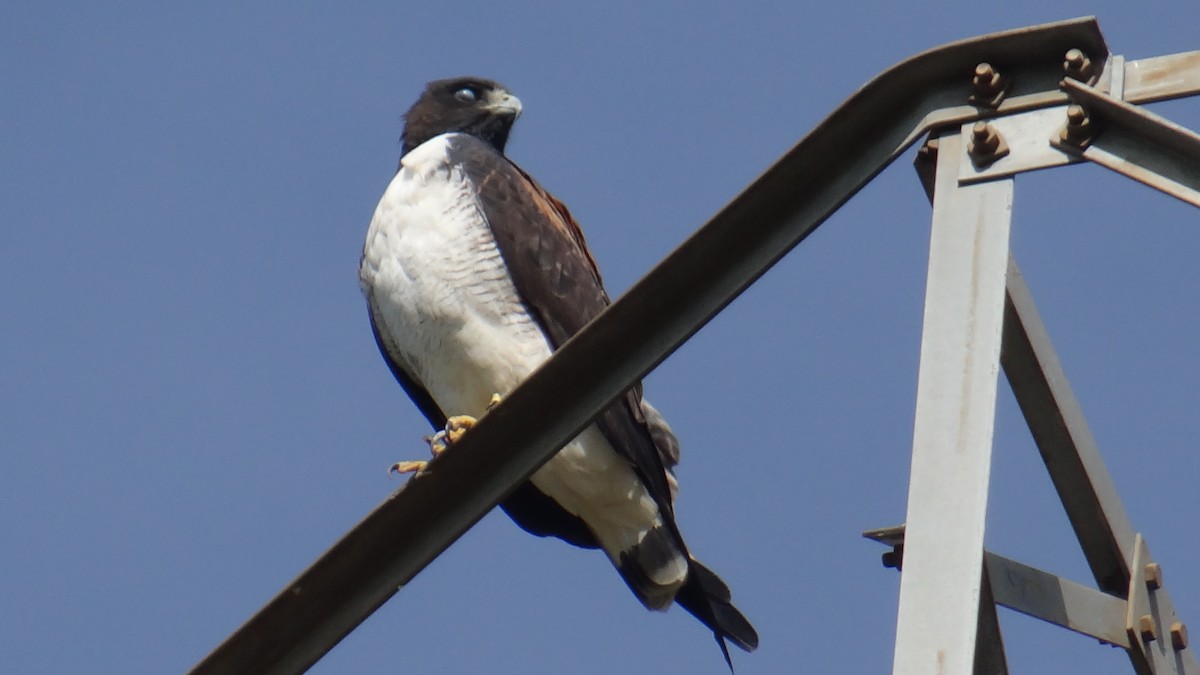 Канюк білохвостий - ML646346076