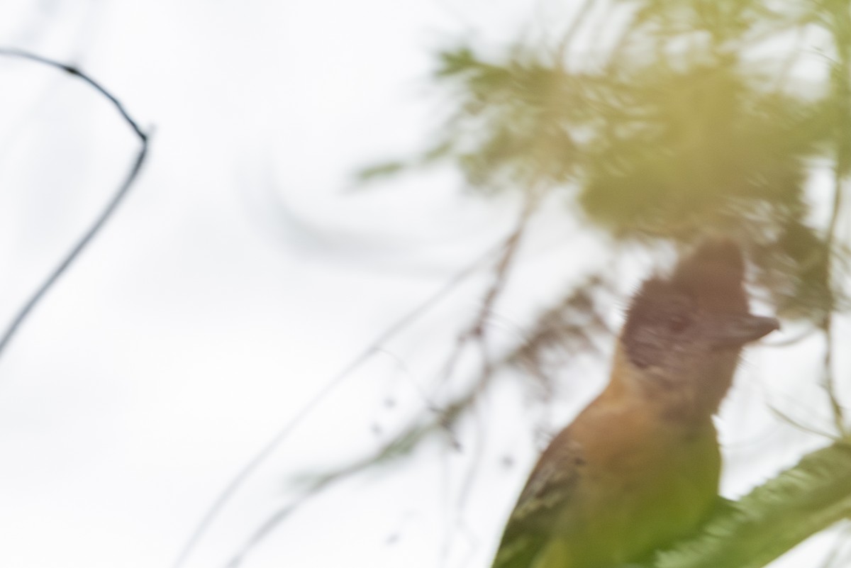 Collared Antshrike - ML646346081