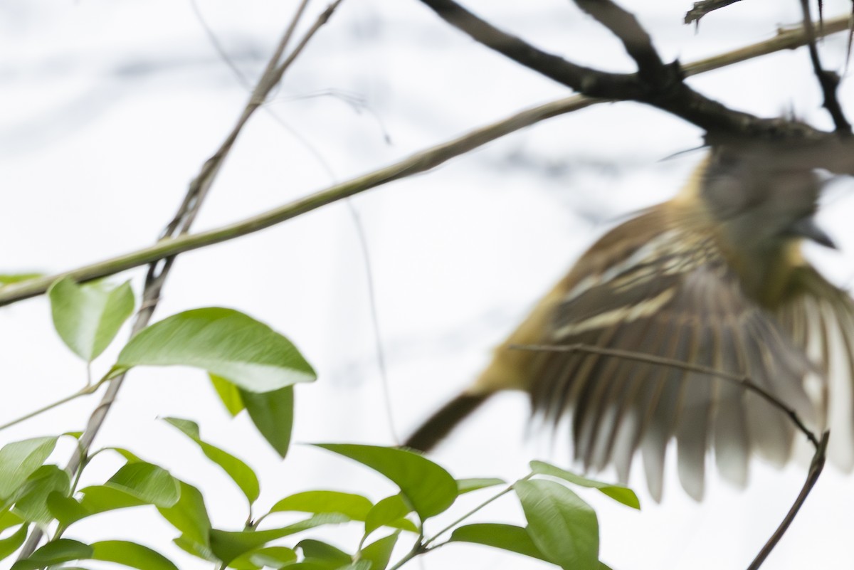 Collared Antshrike - ML646346082