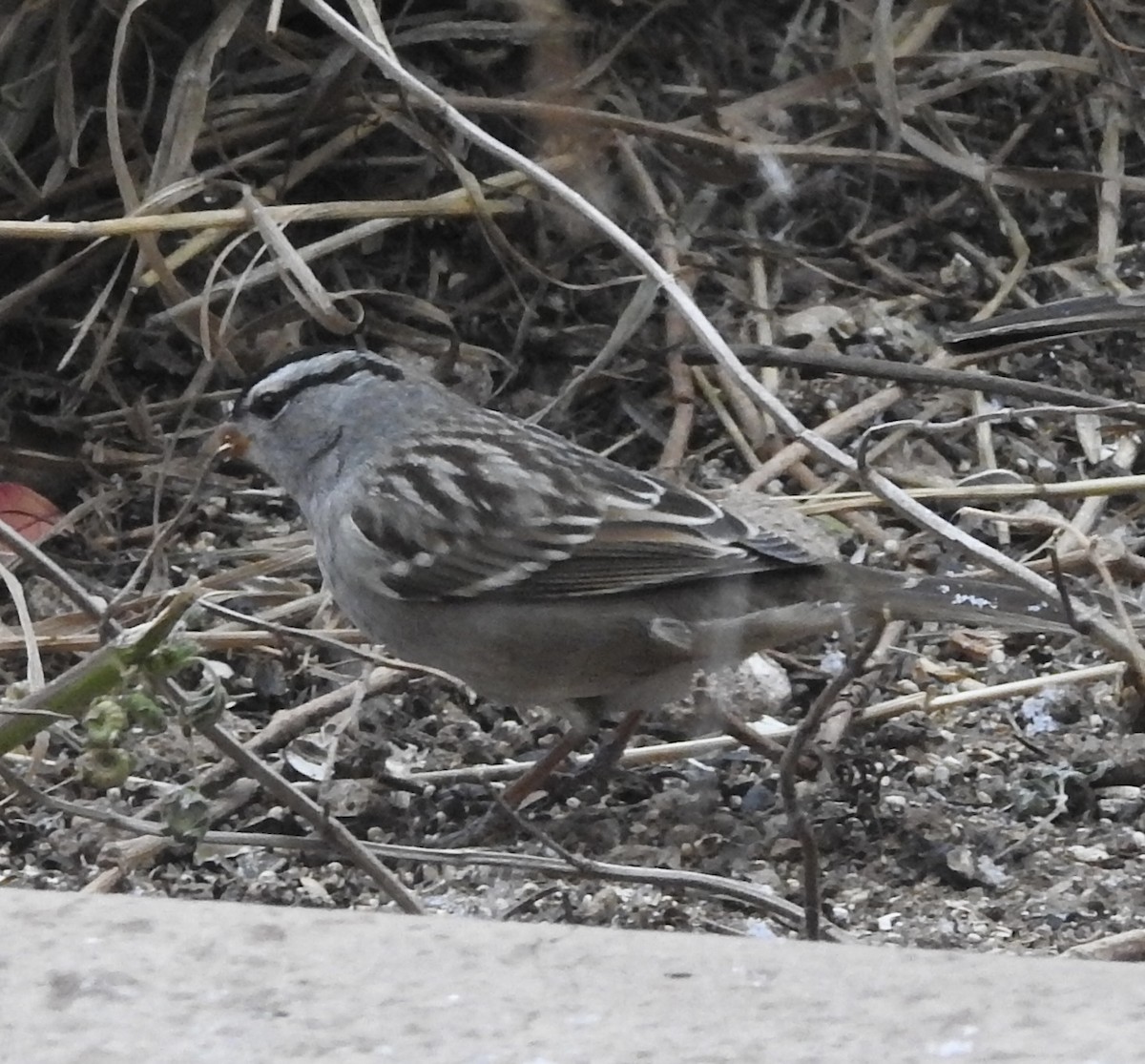 Бруант білобровий - ML646346084