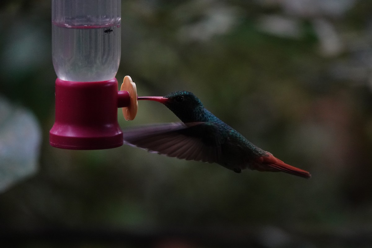 Цакатл - ML646346085