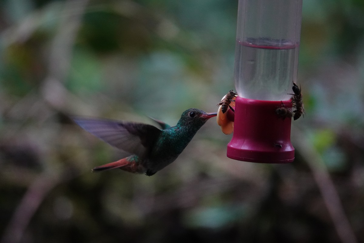 Цакатл - ML646346087