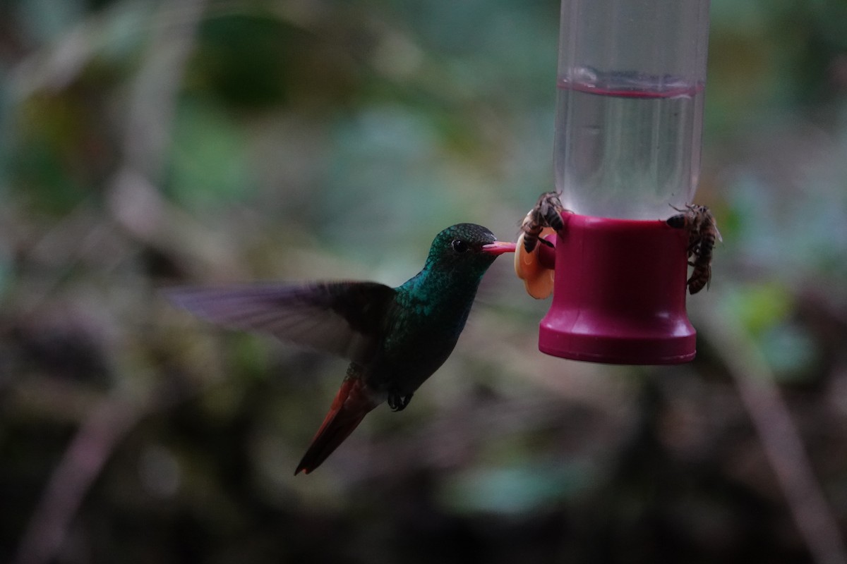 Rufous-tailed Hummingbird - ML646346089