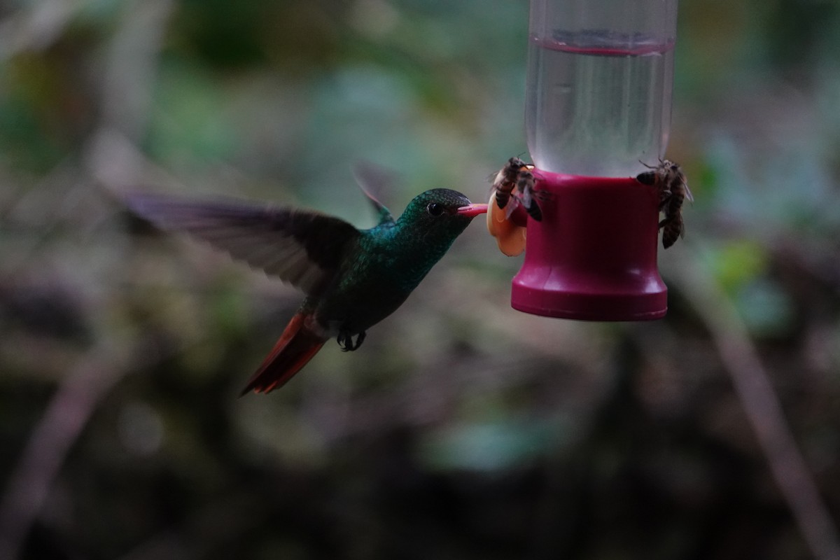 Rufous-tailed Hummingbird - ML646346090