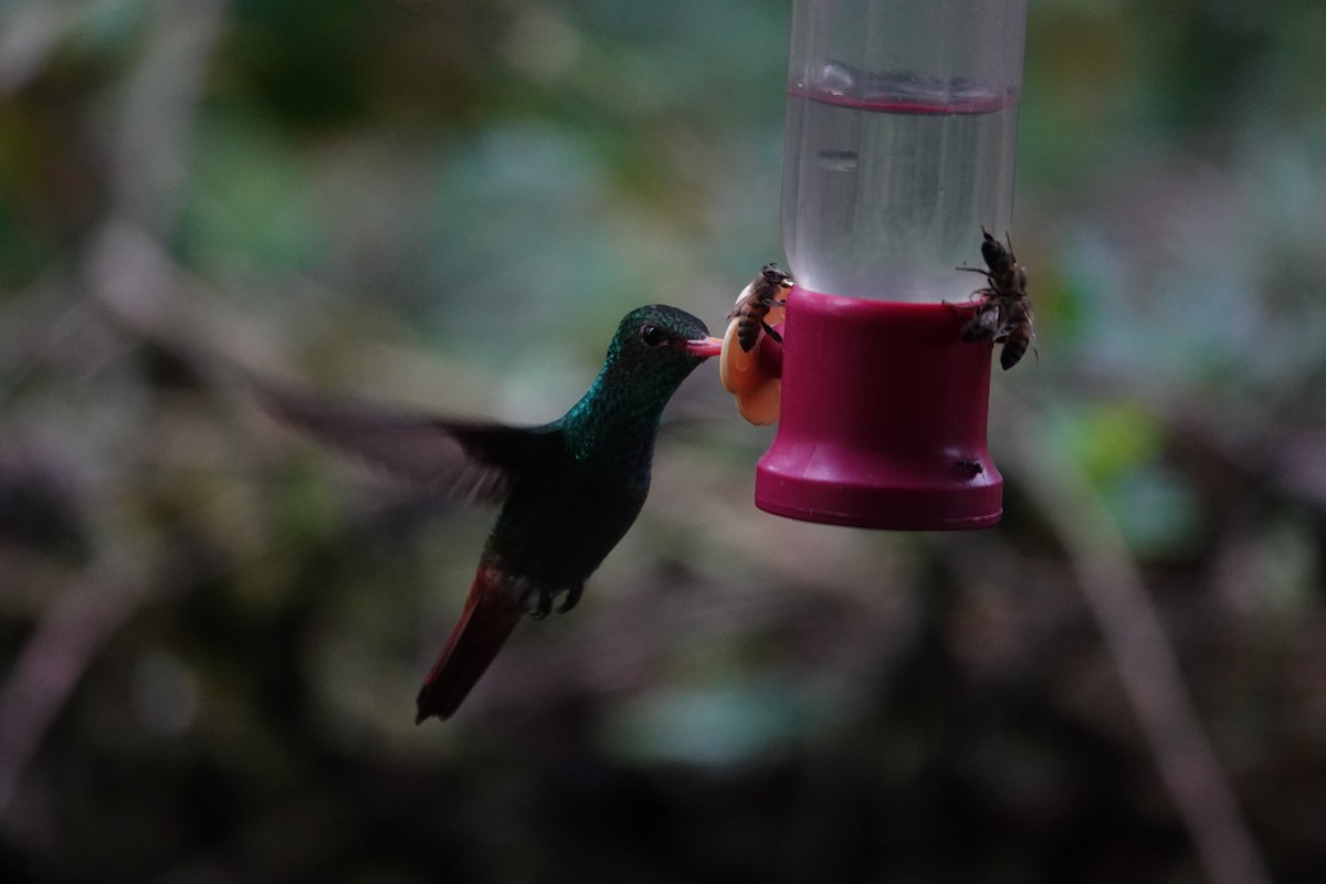 Rufous-tailed Hummingbird - ML646346091