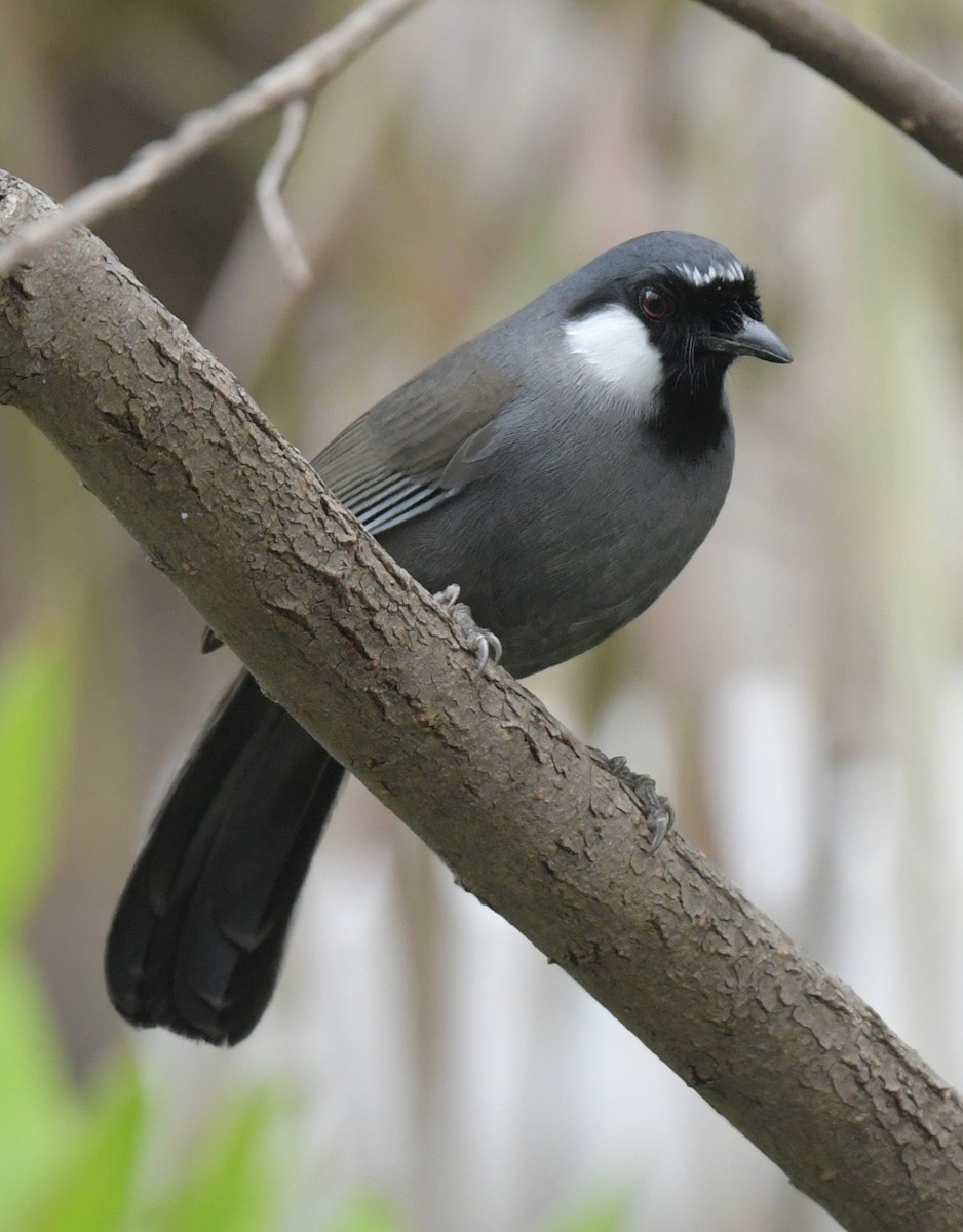 Тимельовець китайський - ML646346092