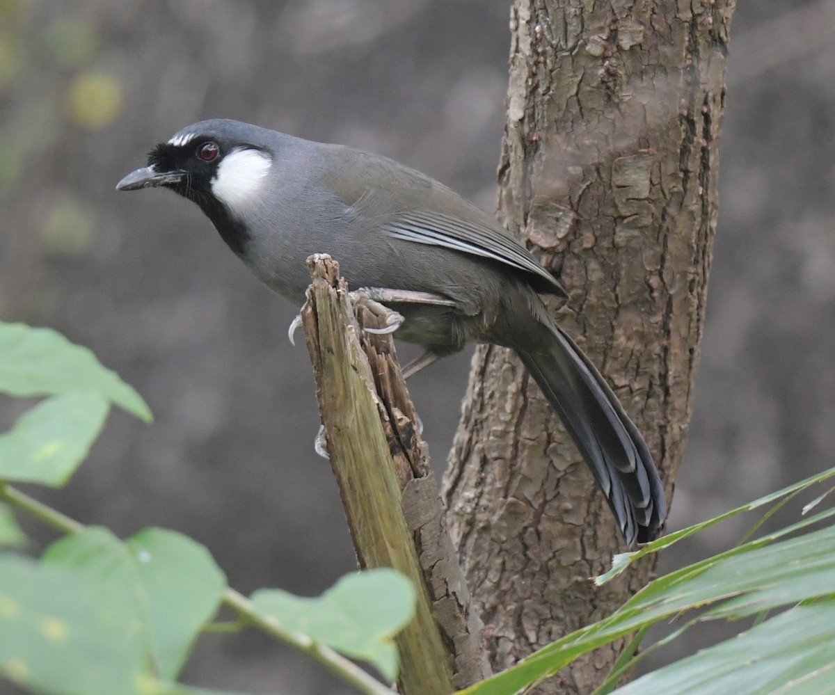 Тимельовець китайський - ML646346093