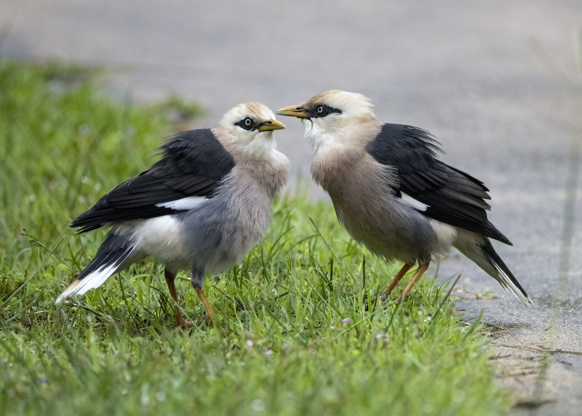Майна білоголова - ML646346094
