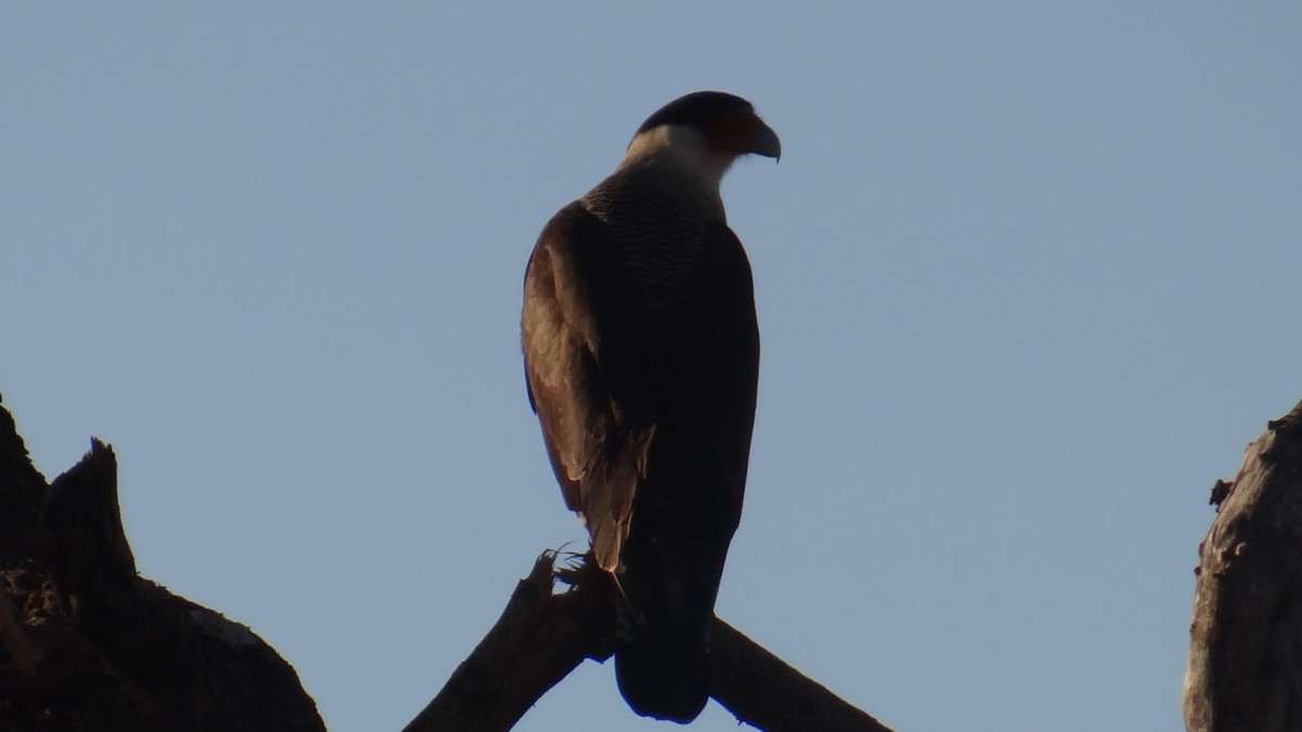 Каракара аргентинська - ML646346095