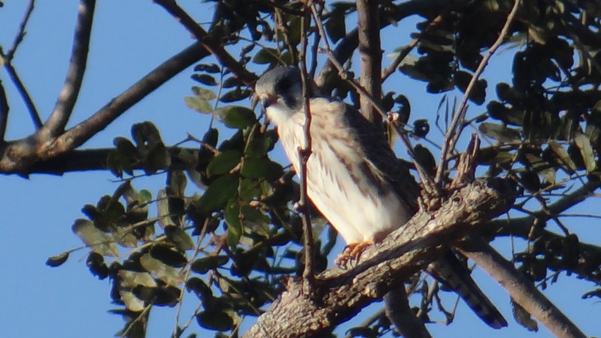 Боривітер американський - ML646346096