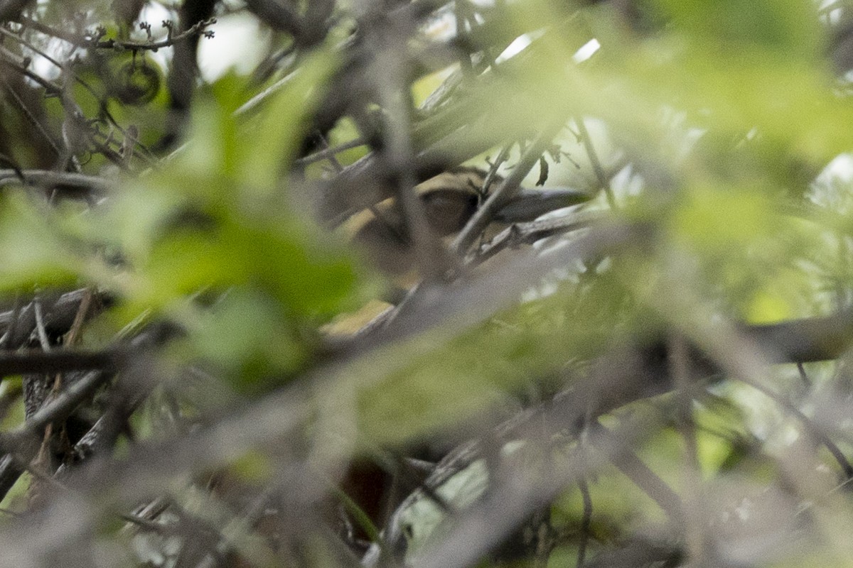 Оброзник рудокрилий - ML646346098