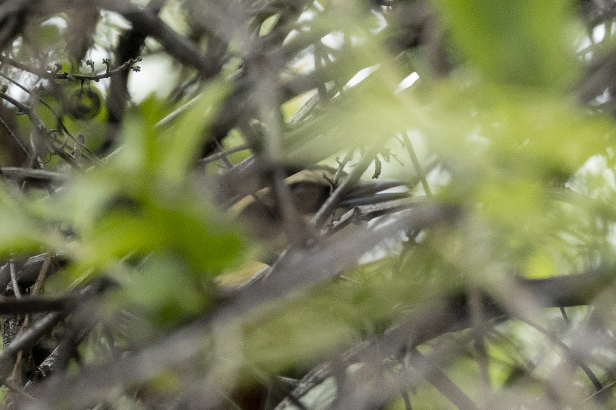 Оброзник рудокрилий - ML646346099