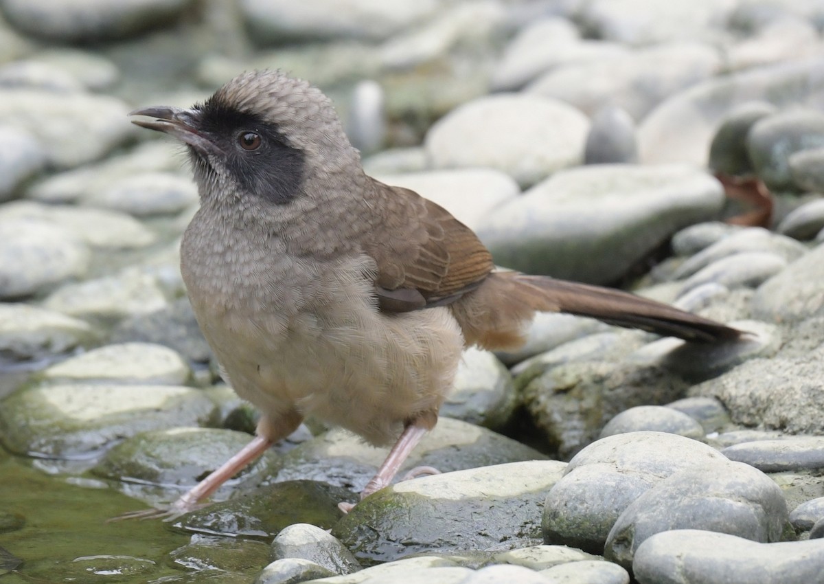 Чагарниця маскова - ML646346100