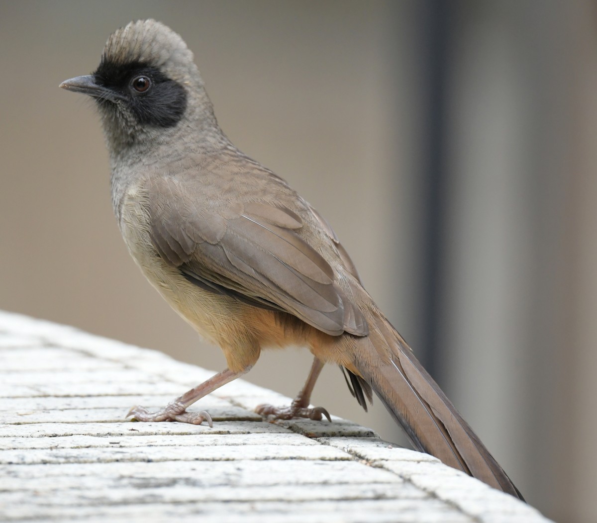 Чагарниця маскова - ML646346101