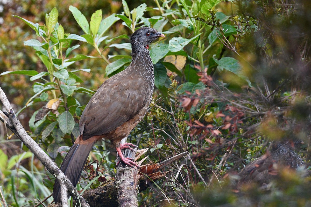 Пенелопа андська - ML646346102