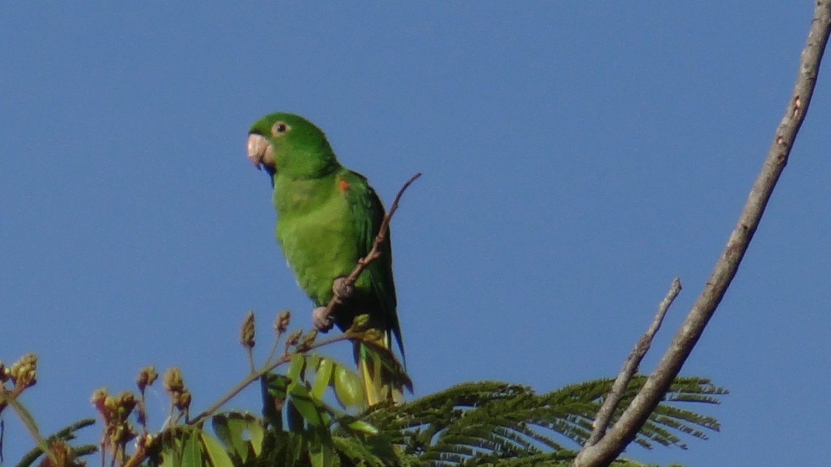 White-eyed Parakeet - ML646346103