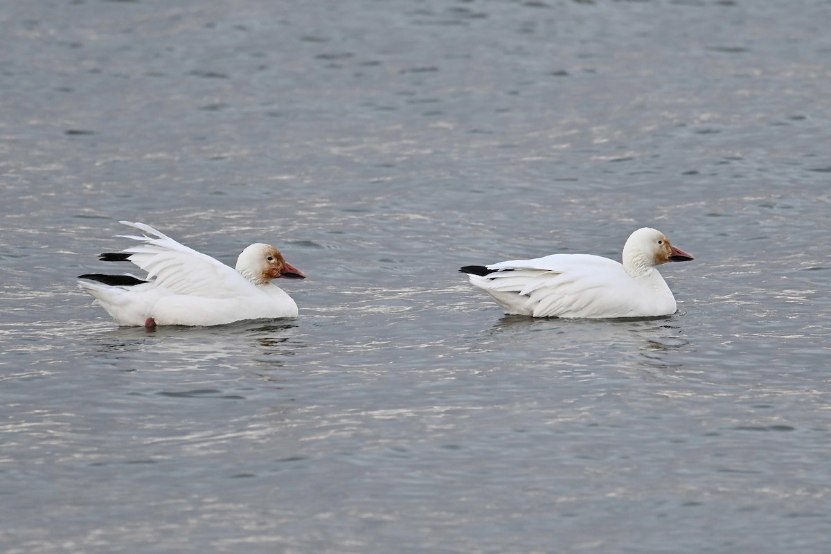 Snow Goose - ML646346105