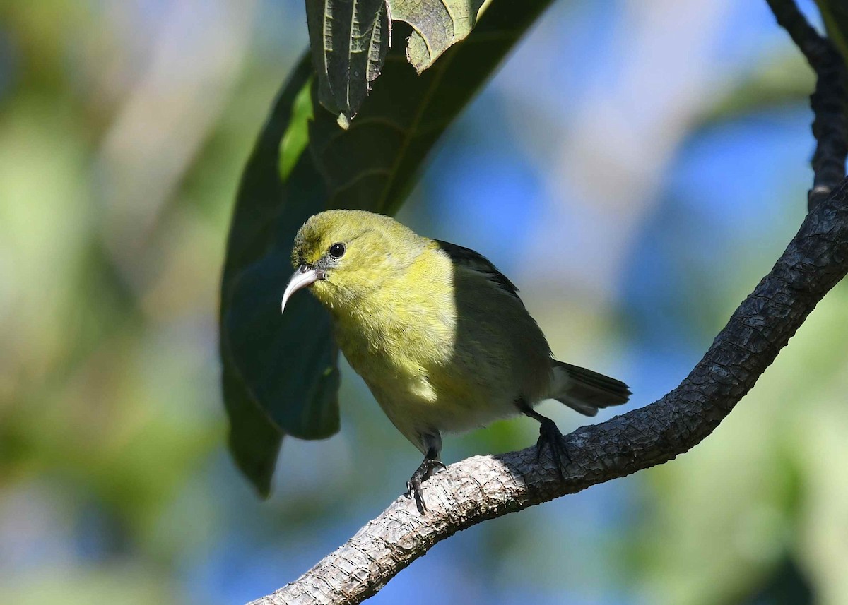 Oahu Amakihi - ML646346107