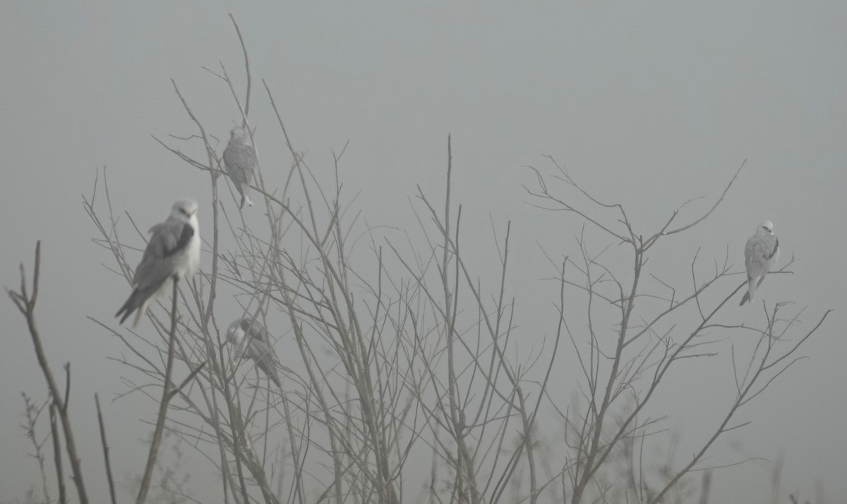 White-tailed Kite - ML646346111
