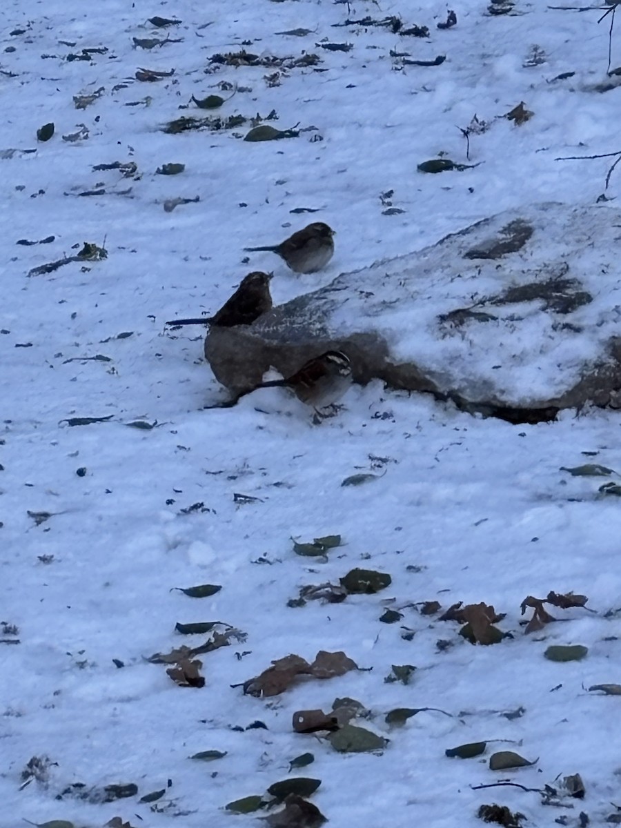 ノドジロシトド - ML646346113