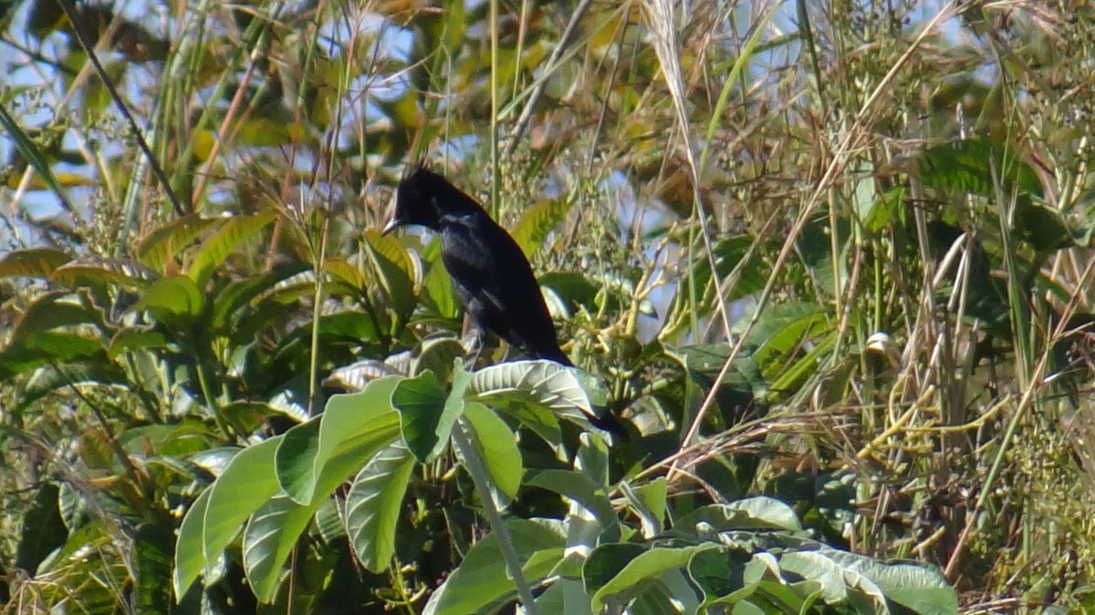 Crested Black-Tyrant - ML646346117