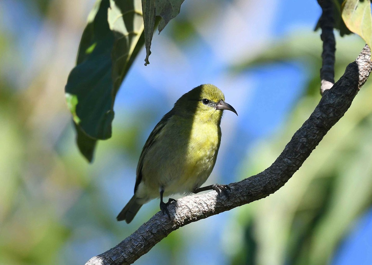 Oahu Amakihi - ML646346118