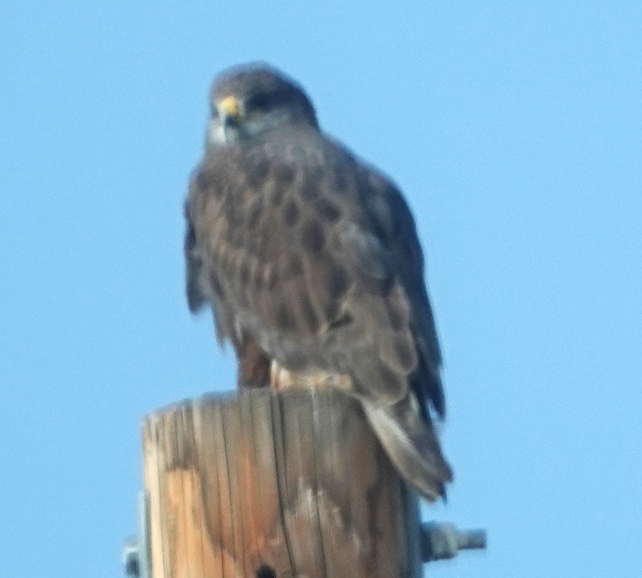 Ferruginous Hawk - ML646346123