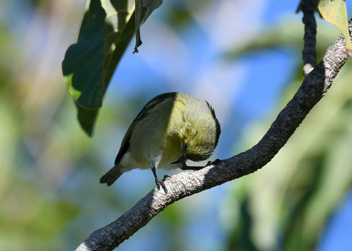 Oahu Amakihi - ML646346124