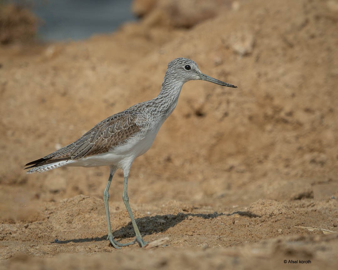 青足鷸 - ML646346125