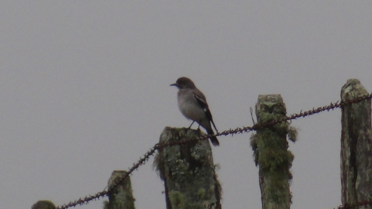 Gray Monjita - ML646346128