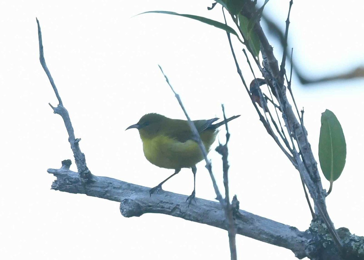 Oahu Amakihi - ML646346129