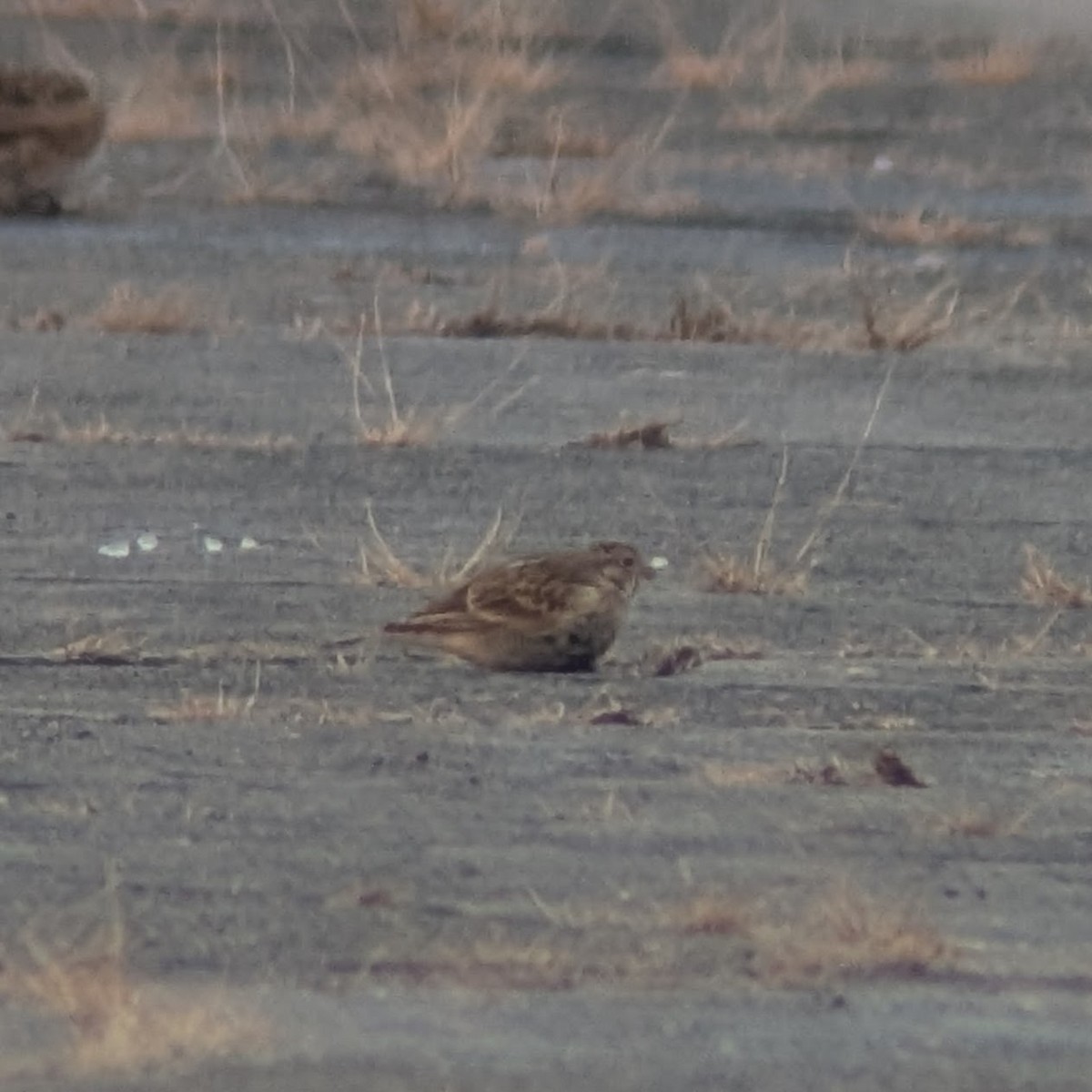 Chestnut-collared Longspur - ML646346132