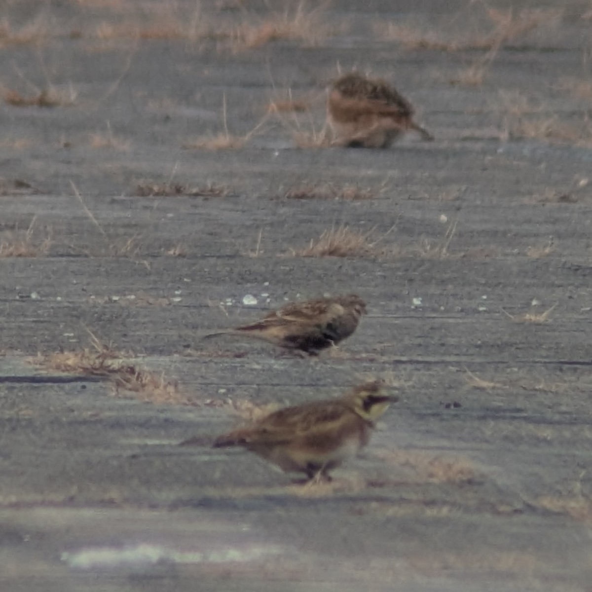 Chestnut-collared Longspur - ML646346134