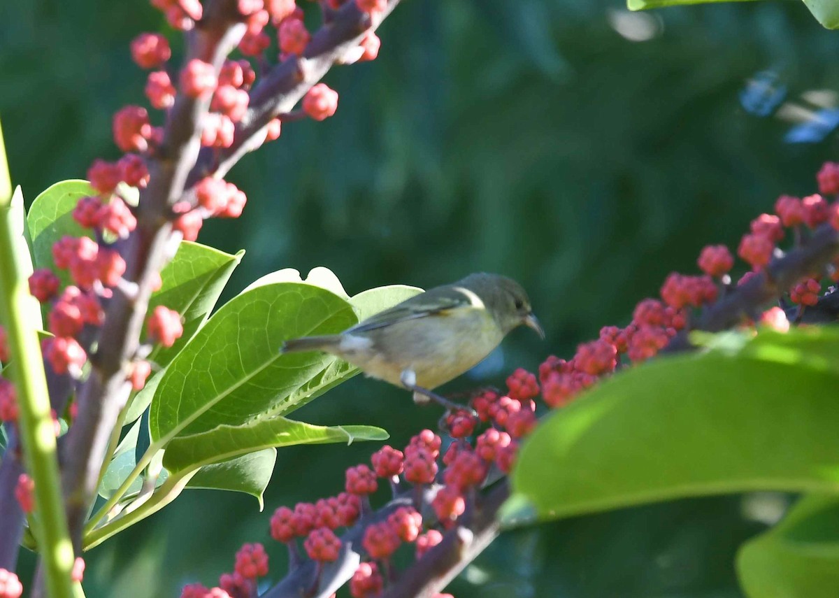 Oahu Amakihi - ML646346136